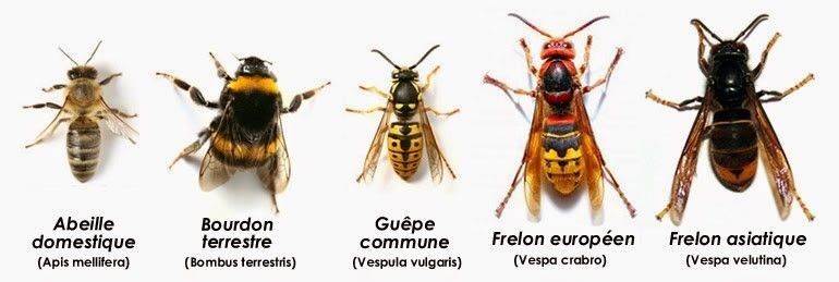 frelon reconaitre visuel