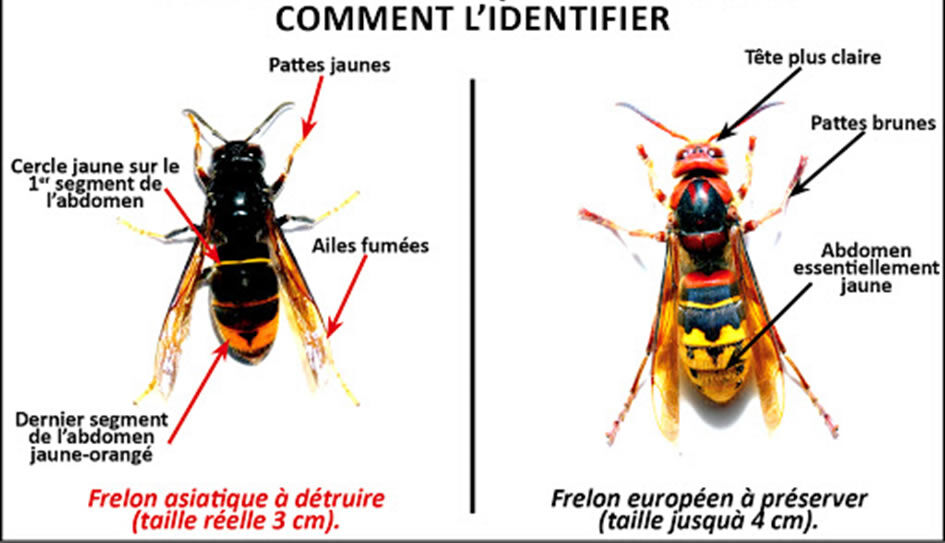 Comment identifier 