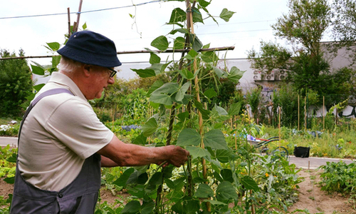 Lien vers Les jardins familiaux