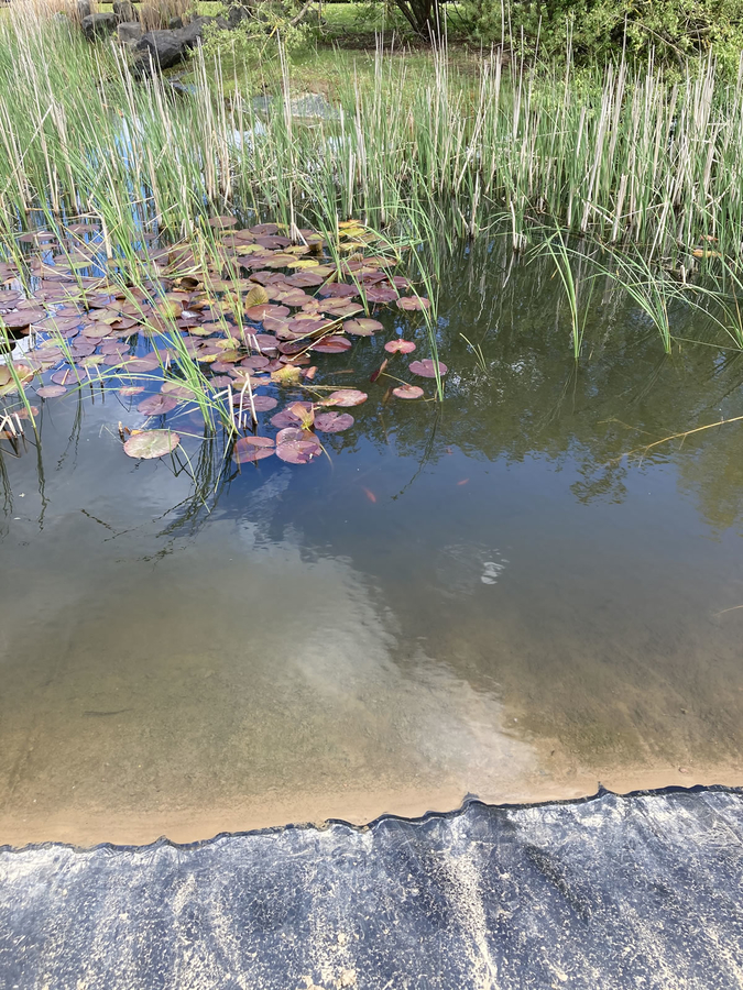 Des poissons, carpes, canards, poules d’eau…:: dans les bassins des parcs et dans la Marque.