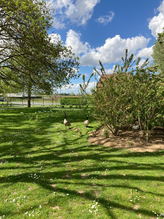 Des animaux de la ferme:: (ânes, oies, pigeons…) à la Ferme aux Oies.