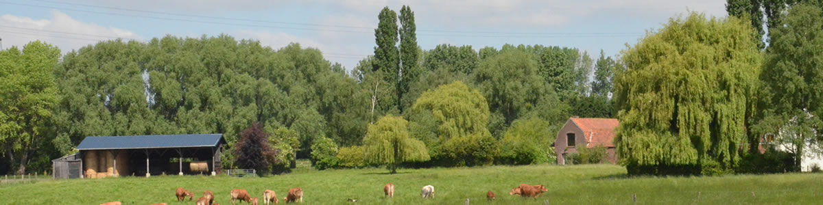 Des vaches sont dans un près avec des arbres et une ferme en fond d'image