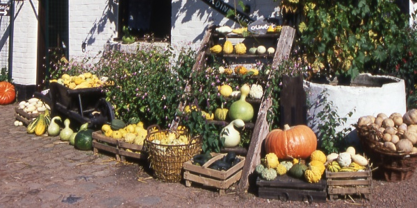 Une étale de divers courges avec une citrouille au premier