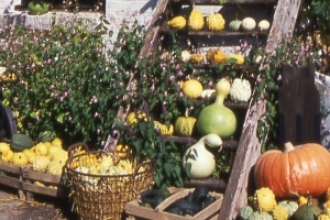 Une étale de divers courges avec une citrouille au premier plan