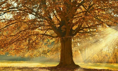 Lien vers Les sens de l'arbre 