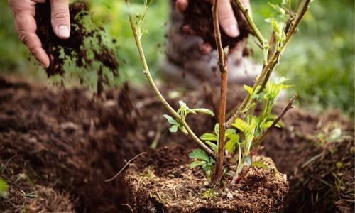 jardin-plantation-500-300
