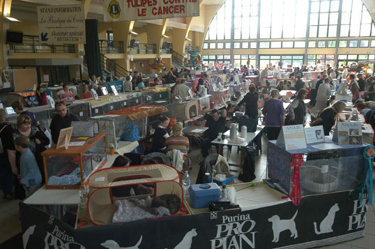 Salon du chat
